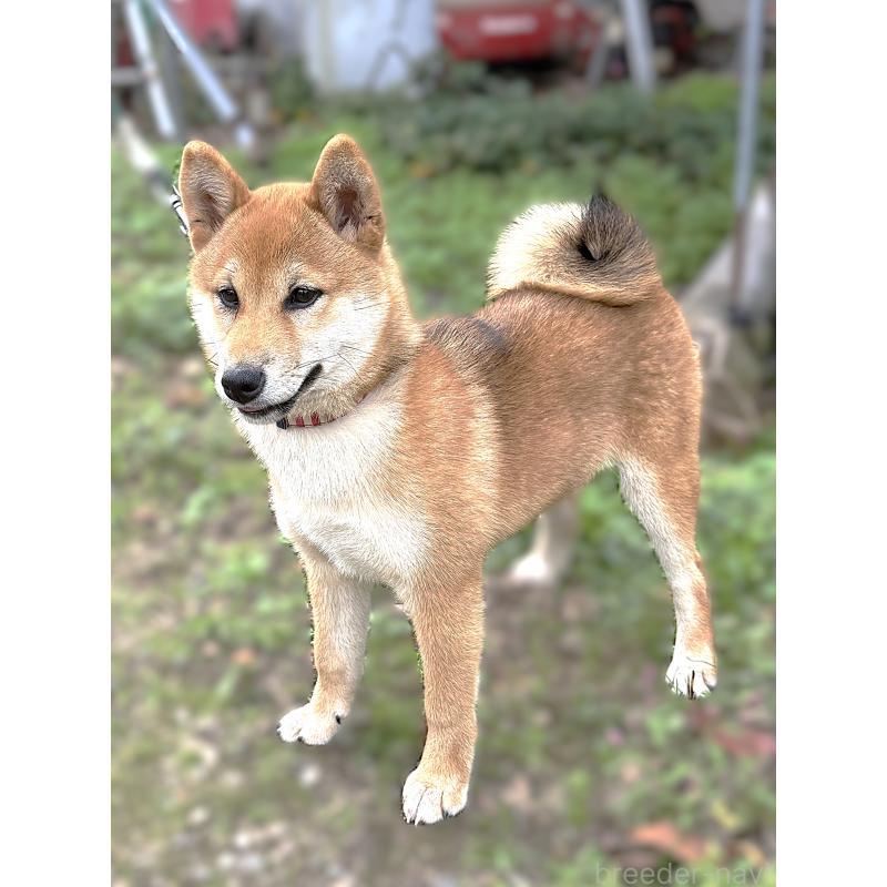 成約済の宮城県の柴犬-404336の3枚目